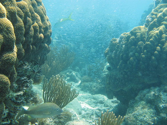 Florida's Coral Reef