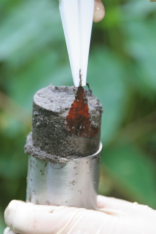 Leaf debris being removed from a sediment core sample using Teflon forceps.