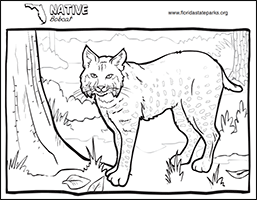 Kid Zone - coloring bobcat