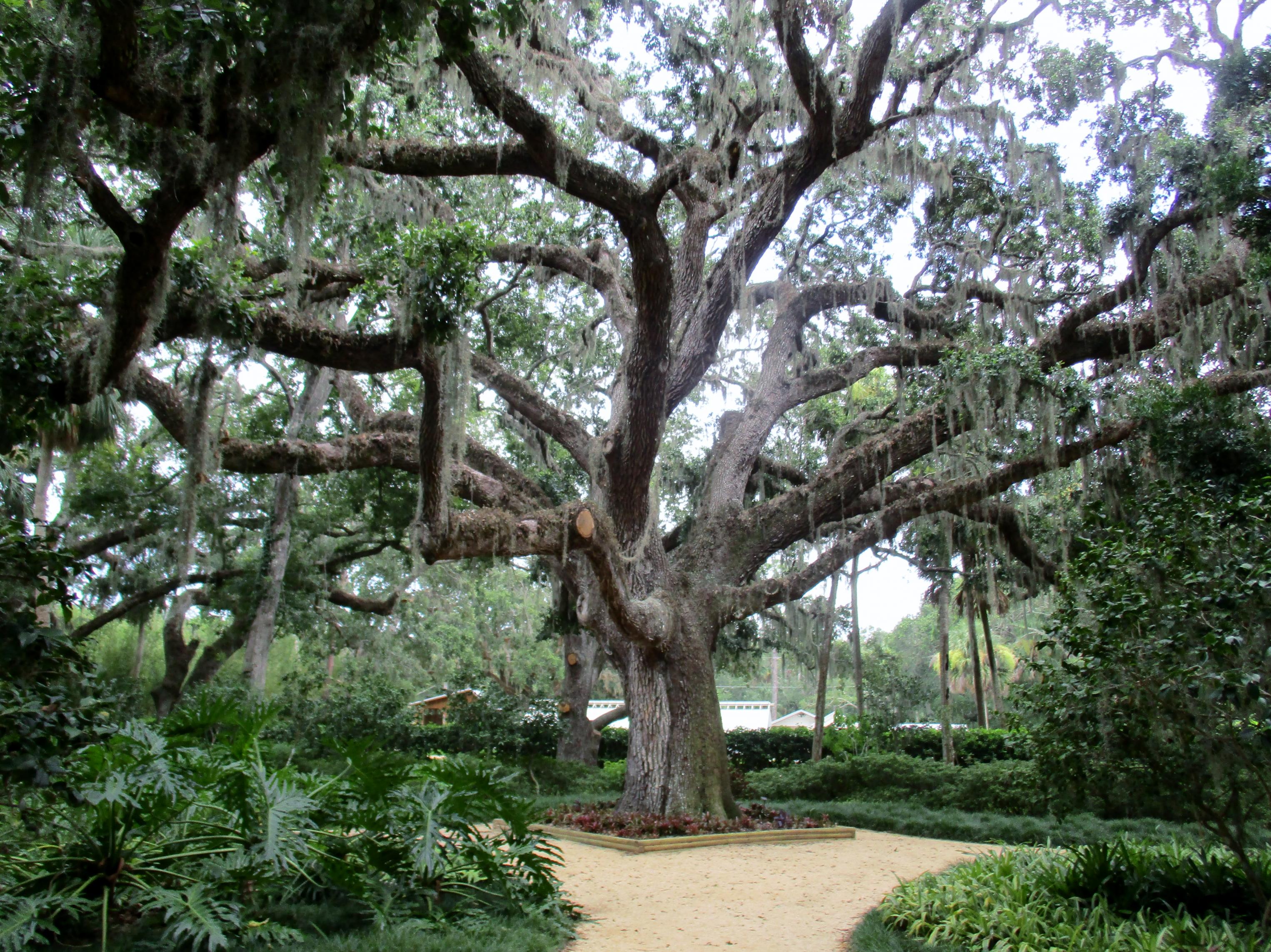 Live Oak