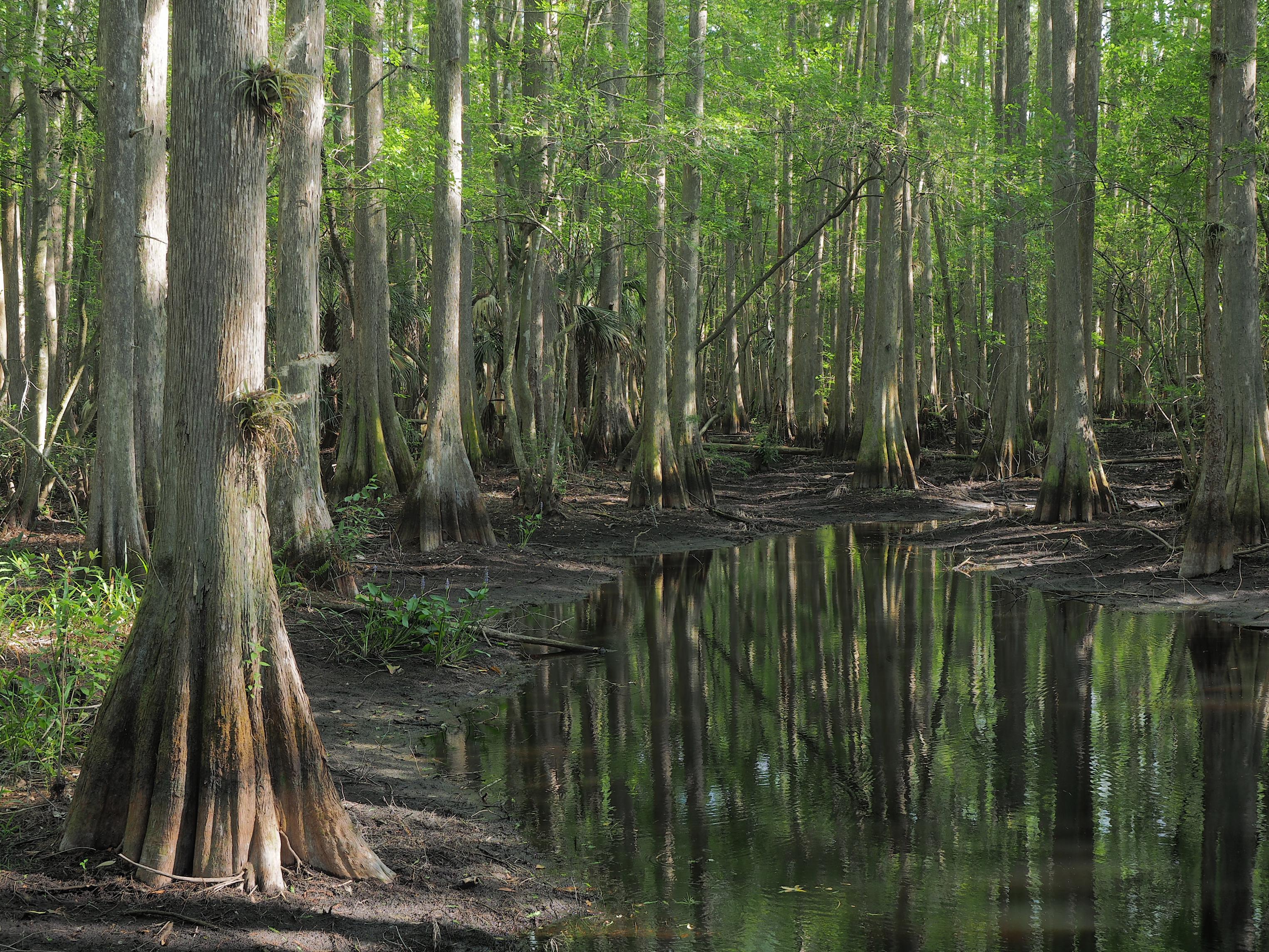 Bald Cypress