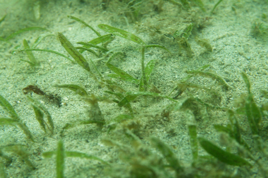 Johnsonâs seagrass (Halophila johnsonii)