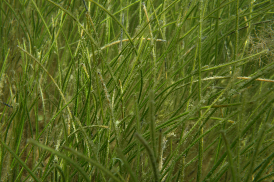 Manatee grass (Syringodium filiforme)