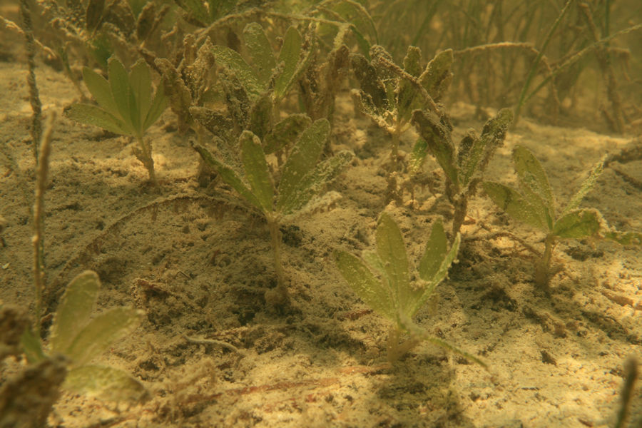 Star grass (Halophila engelmannii)