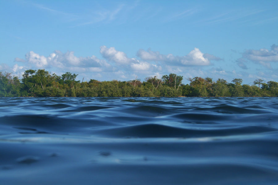 An offshore view of the shoreline of Biscayne Bay Aquatic Preserve