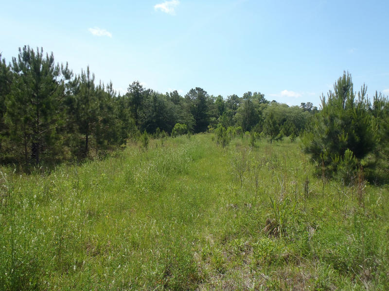 Reclaimed Fullerâs earth mining upland area at Bugger Bay Mine