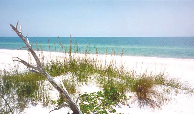 A view from the shoreline at St. Joseph Bay Aquatic Preserve