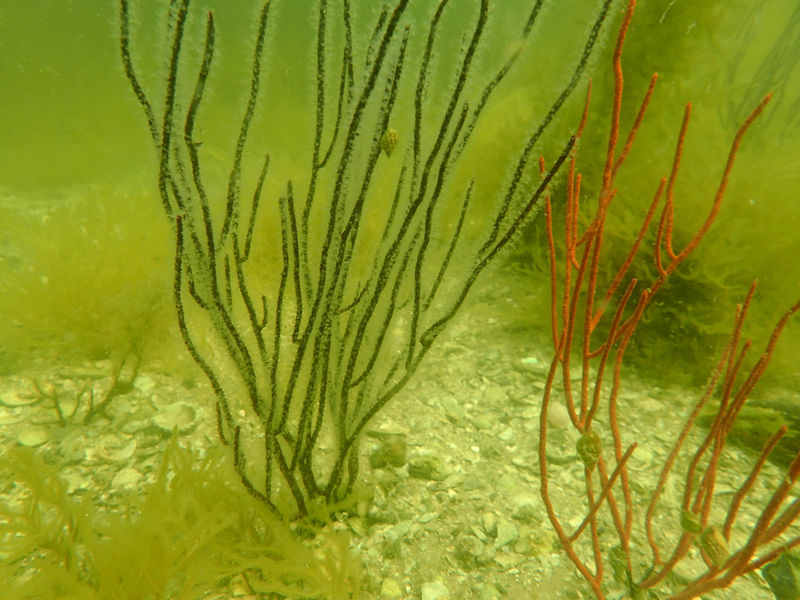 Sea whips are part of the âlive bottomâ community in Cockroach Bay Aquatic Preserve