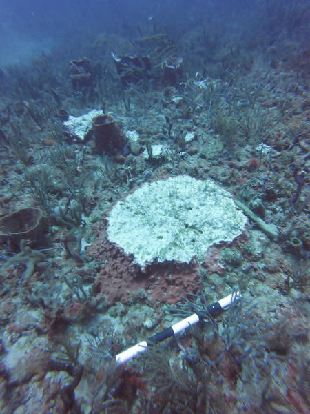 Damaged sponge on Florida's reef