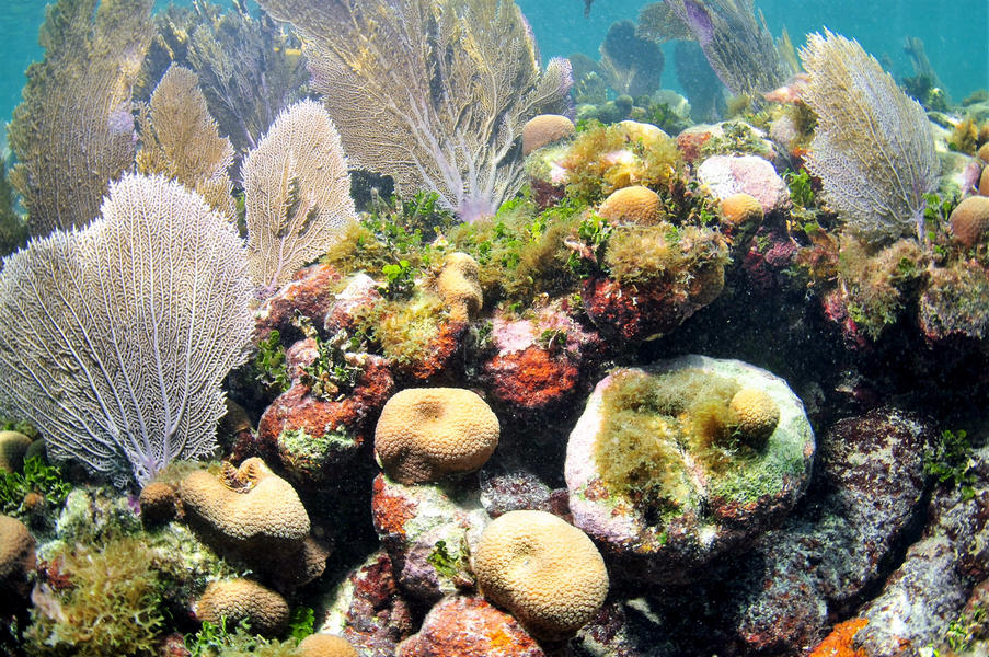 Close-up view of a reef formation at Coupon Bight Aquatic Preserve