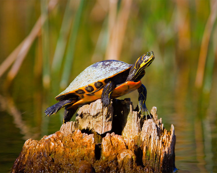 Crystal River Archaeological State Park - Tutle on a stump