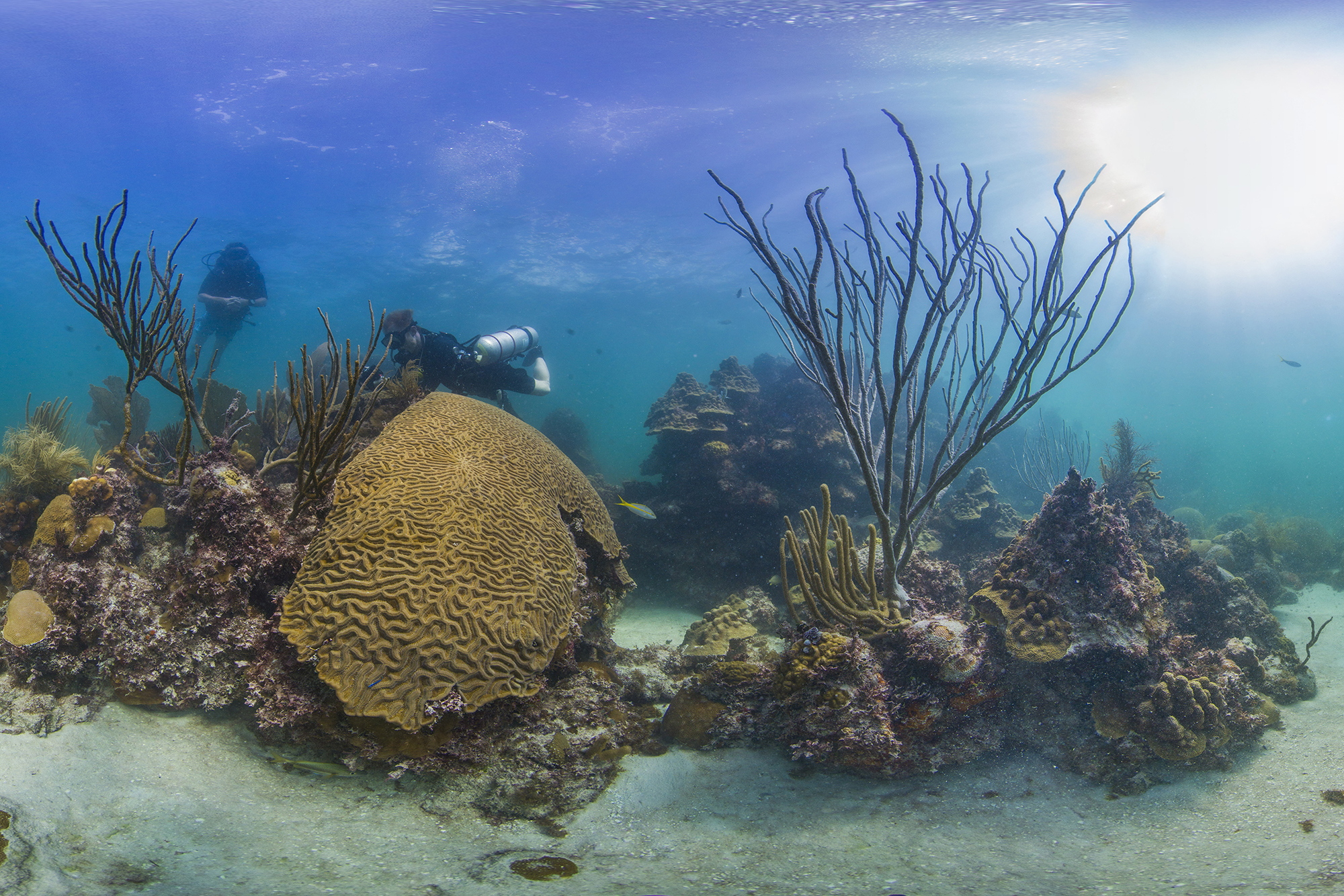 Coral Reef In Key West