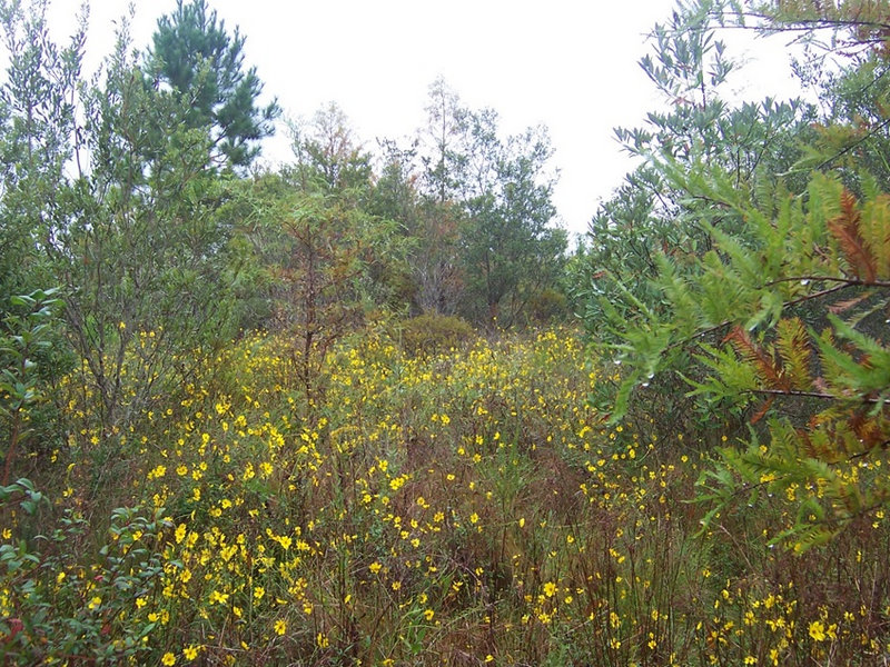 Reclaimed forested wetland at Florida Heavy Minerals Mine