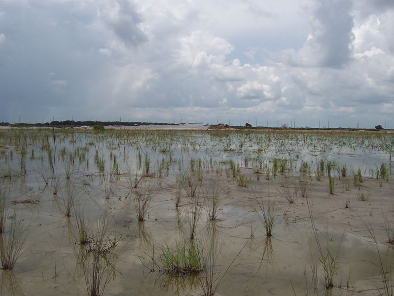 Recently reclaimed marsh with newly planted herbaceous wetland plants 