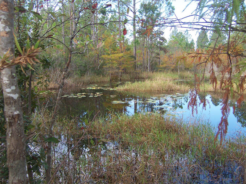 Reclaimed cypress swamp at Green Cove Springs Heavy Minerals Mine