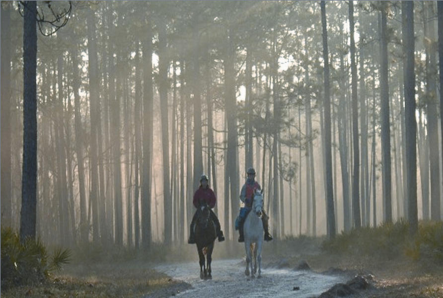 Two Equestrians in Apalachicola State Forest