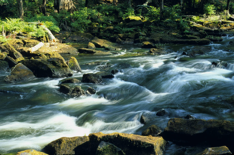 Flowing rapids on the Aucilla River