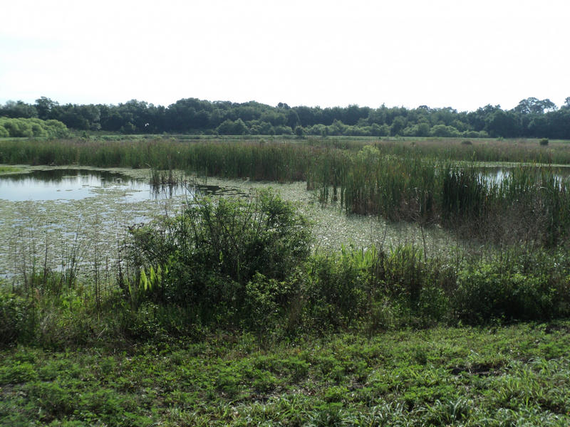 Reclaimed peat mining area at Hurley Mine