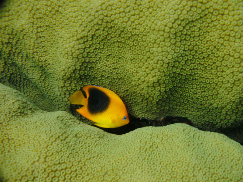 A Juvenile Rock Beauty swimming at a reef at John Pennekamp Coral Reef State Park