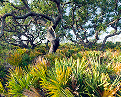 John Moran Lake Wales Ridge