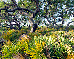 John Moran Lake Wales Ridge