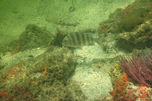 A sheepshead forages on live-bottom habitat in Lemon Bay Aquatic Preserve