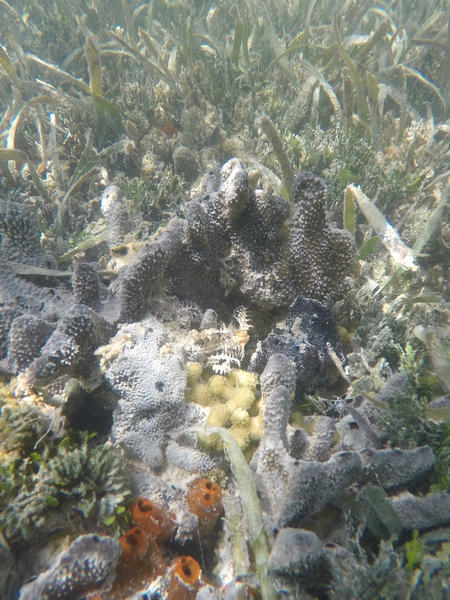 A seagrass flat at Lignumvitae Key Aquatic Preserve