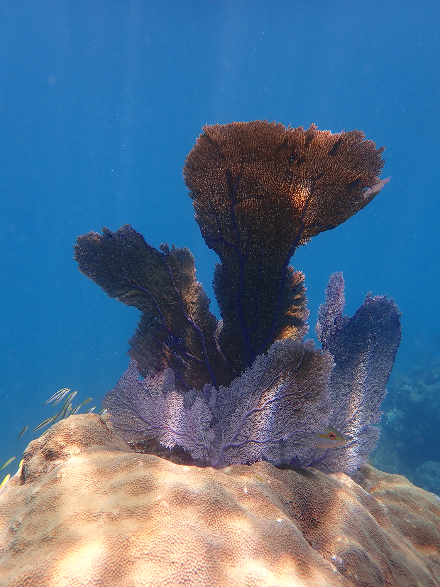 Soft and hard corals in shallow water.