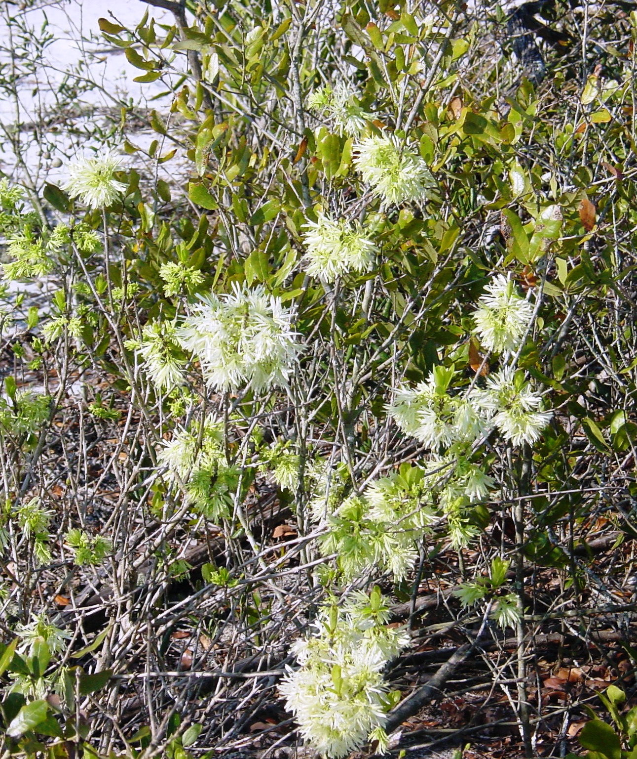 Florida’s Iconic Trees | Florida Department of Environmental Protection