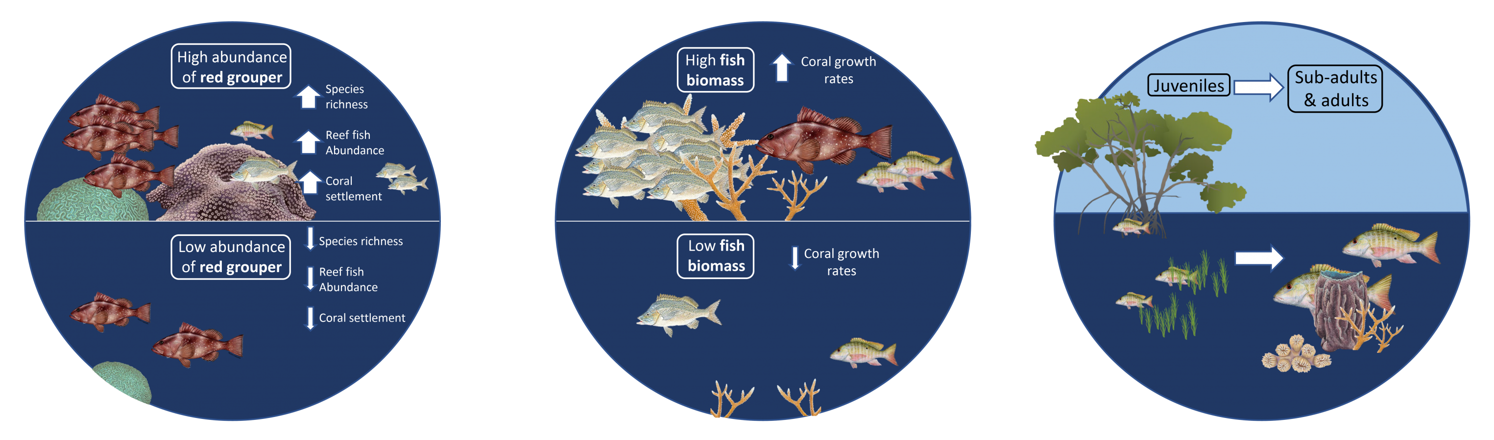 Healthy Reef Healthy Fish graphic