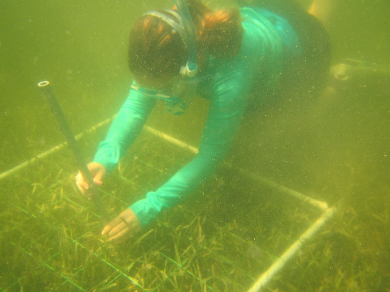 Measuring the length of seagrass blades is one of many measurements that staff take to determine seagrass distribution, abundance, individual growth, and overall health of the habitat.