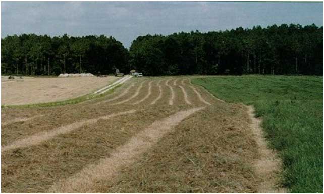  A coastal bermuda grass field in Tallahassee.