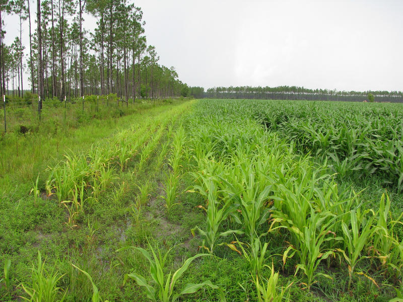  Wetappo Farms in Panama City 