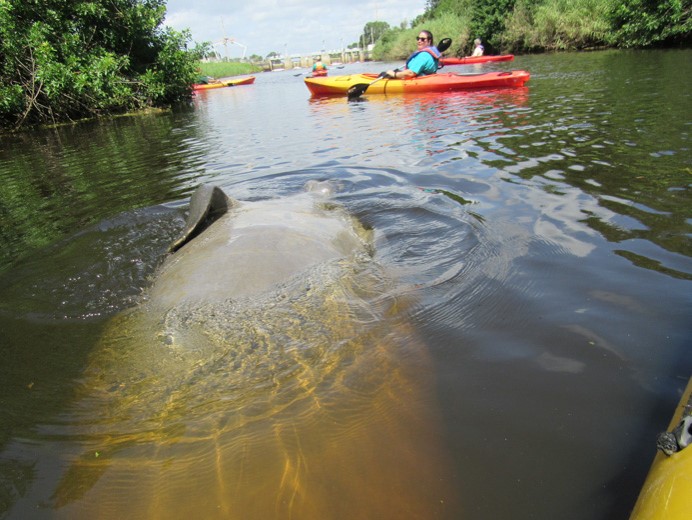 manatee on turkey creek near Malabar with Katie Bernier of OGT by Doug Alderson, OGT