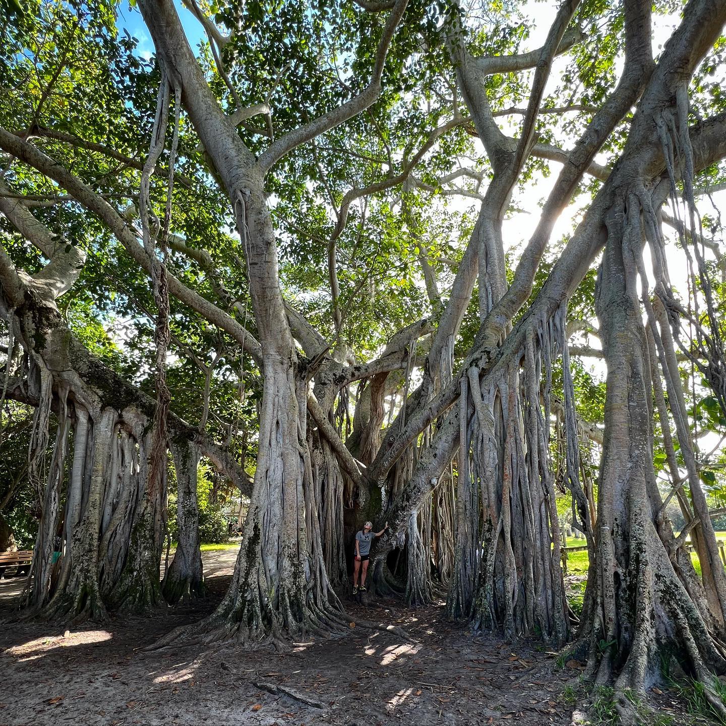 Strangler Fig