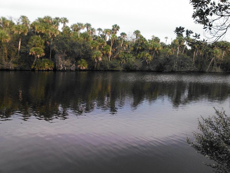 A view of North Fork St. Lucie River Aquatic Preserve
