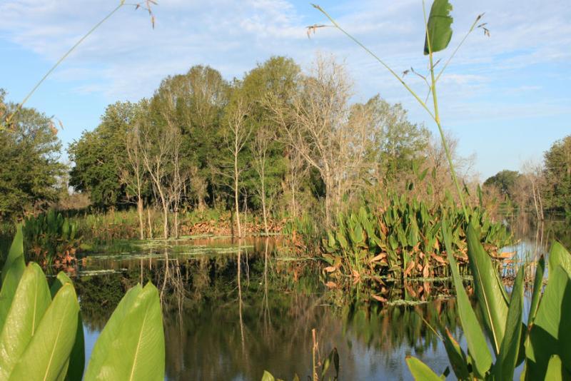 Herbaceous wetlands surrounding a lake 