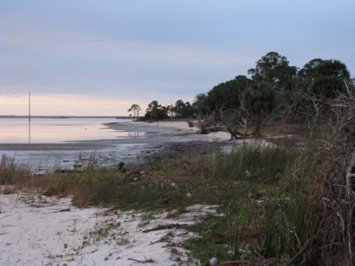  A view of the shoreline of Apalachicola Bay Aquatic Preserve Shoreline