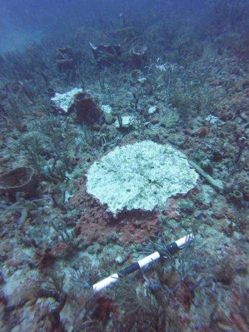 Damaged sponge on Florida's reef