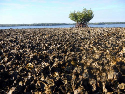 Exposed oyster reef at Estero Bay Aquatic Preserve