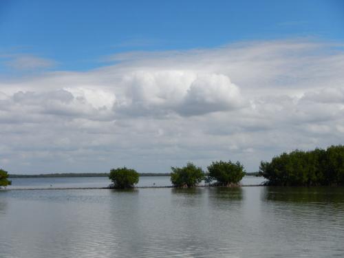 Mangrove community at Estero Bay Aquatic Preserve