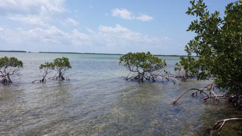 Red mangroves at Coupon Bight Aquatic Preserve