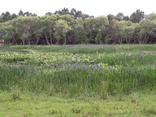Reclaimed herbaceous marsh at Fort Green Phosphate Mine