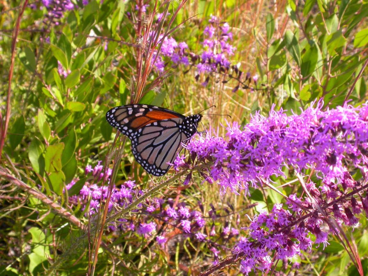 A monarch butterfly rests on a liatris at St. Joseph Bay State Buffer Preserve.