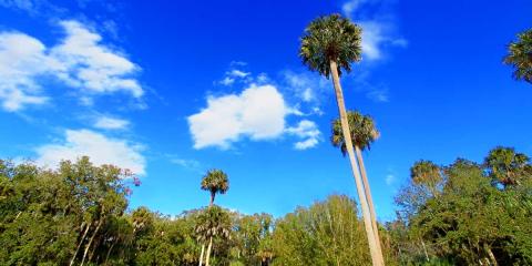 Highlands Hammock State Park Trees and Sky