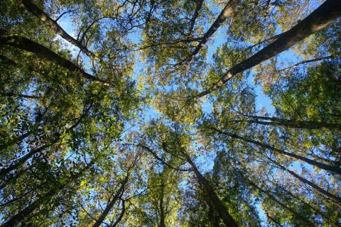 Highlands Hammock State Park - Looking up through the trees