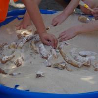 Fossil Dig at the 2015 FGS Open House