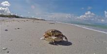 Don Pedro Island State Park - Calico Crab on the Beach