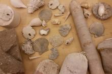 Close-up of a Florida Geological Survey fossil collection