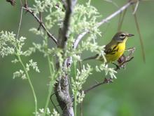 Honeymoon Island State Park - Bird on a limb